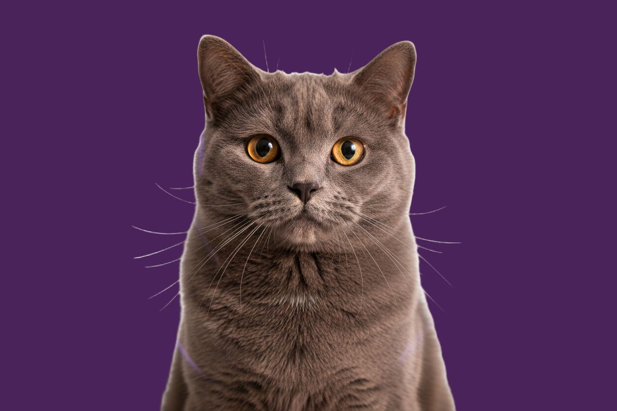 Eine wunderschöne, elegante Katze als Hauptmotiv:

Katzenrasse/Aussehen: Grau (Britisch Kurzhaar), Orange/Ginger, oder Weiß – alle wirken elegant

Pose: Sitzend, ruhig, mit direktem Blick in die Kamera

Ausdruck: Großäugig, neugierig aber nicht wild (Emotionale Verbindung statt Chaos)​

Hintergrund: Reiner Weiß (#FFFFFF) – minimal, luxuriös, fokussiert​

Beleuchtung: Warmes, goldenes Licht auf Gesicht (Golden Hour Effekt) – wirkt elegant, nicht kalt​

Subtile Elemente: Violette Lichtelemente oder violette K